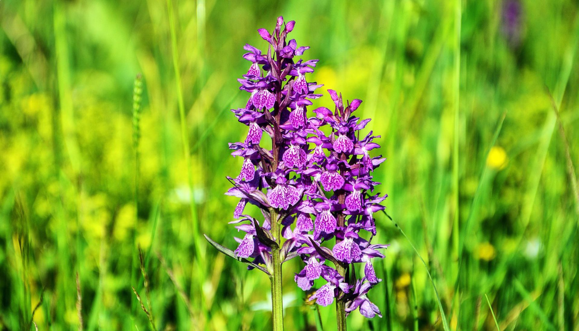 Randonnée botanique : découverte des orchidées de moyenne montagne