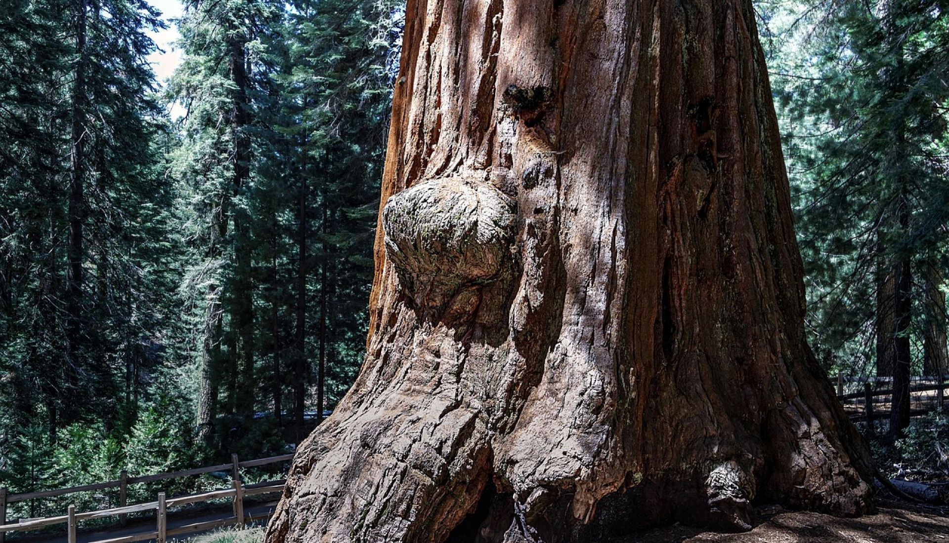 Percez le secret de l'Arbre remarquable qui pousse près de chez vous