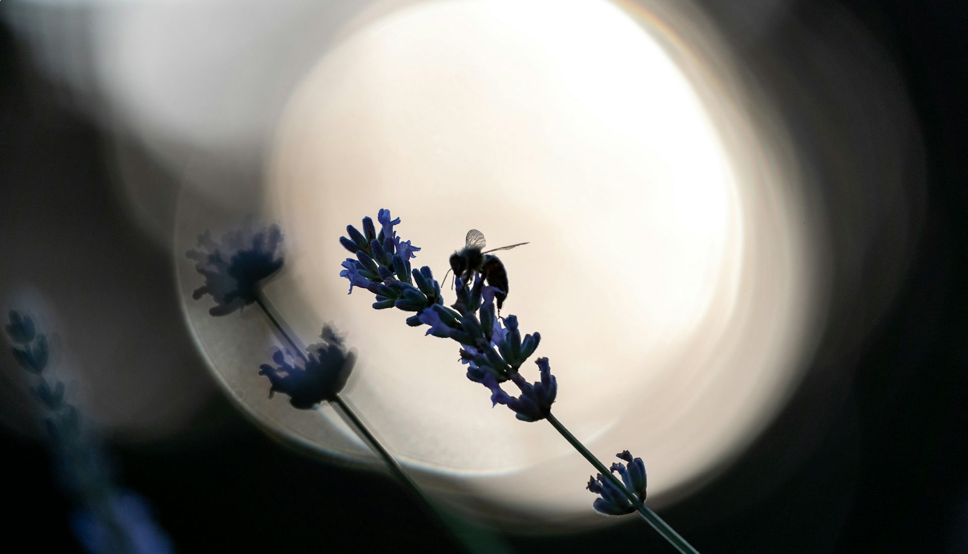 Quel avenir pour l'abeille noire en France ?
