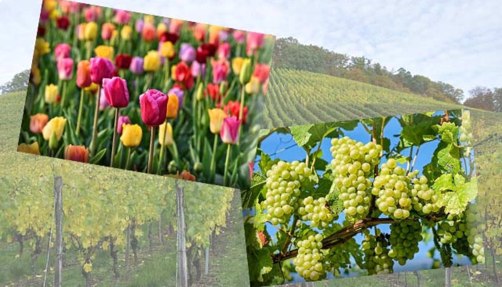 Journée au Domaine viticole en biodynamie à Châteauneuf-du-Pape et à la Tuliperaie de Jonquières