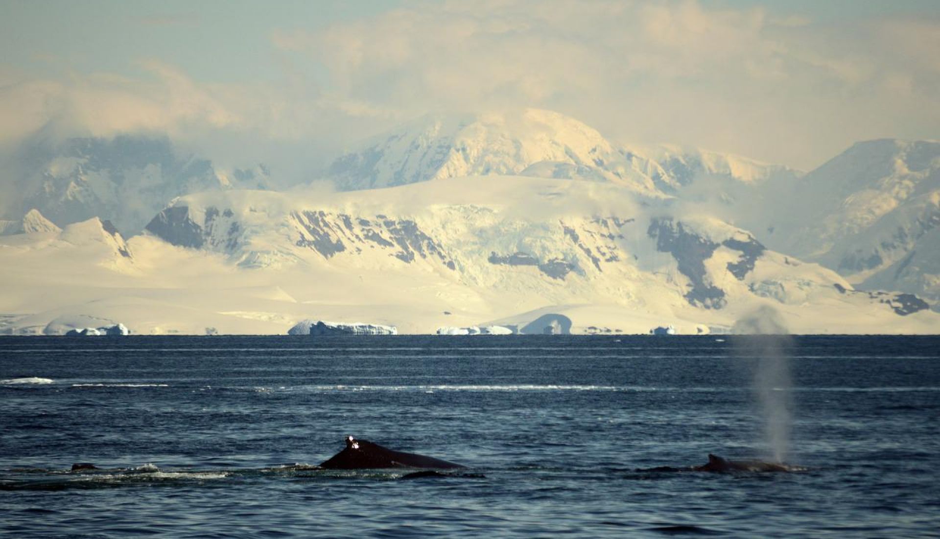 L’Océan Antarctique : un monde à part