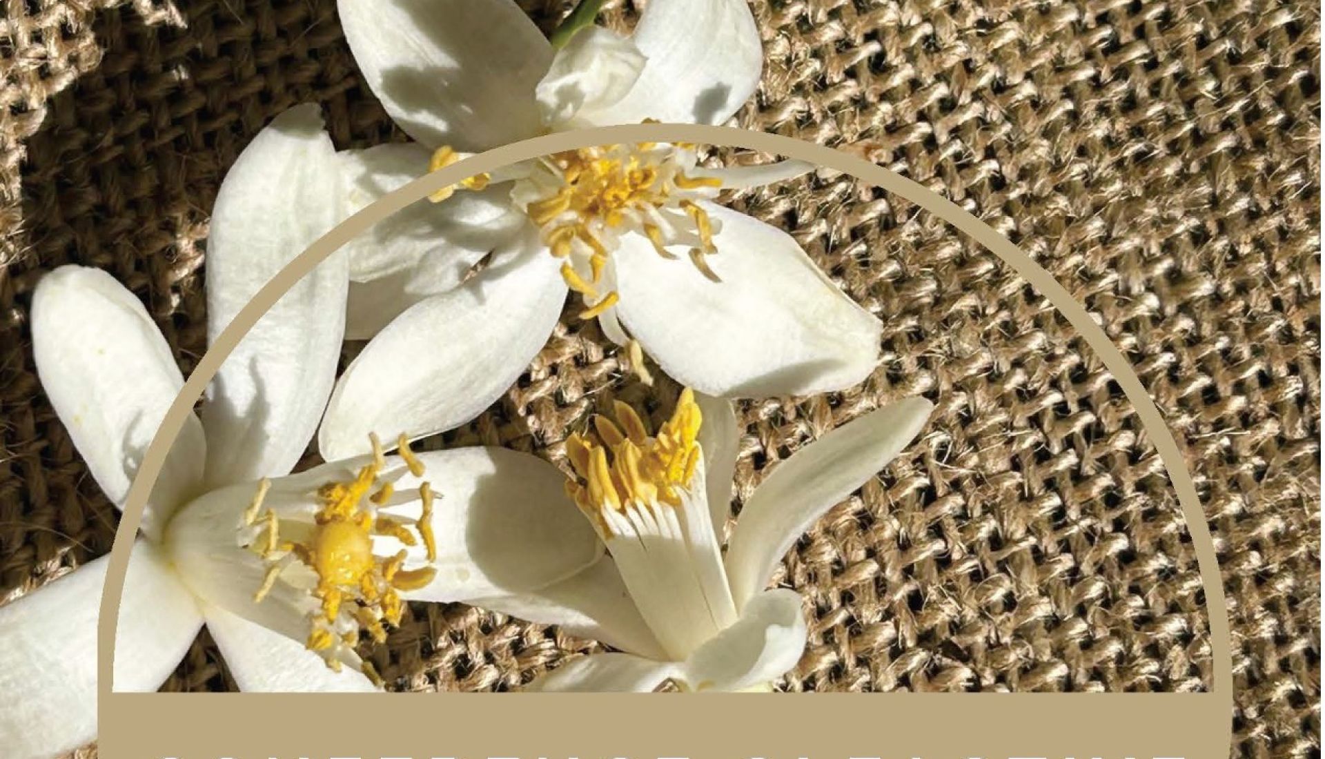 La Fleur d'Oranger au coeur de la création de parfum