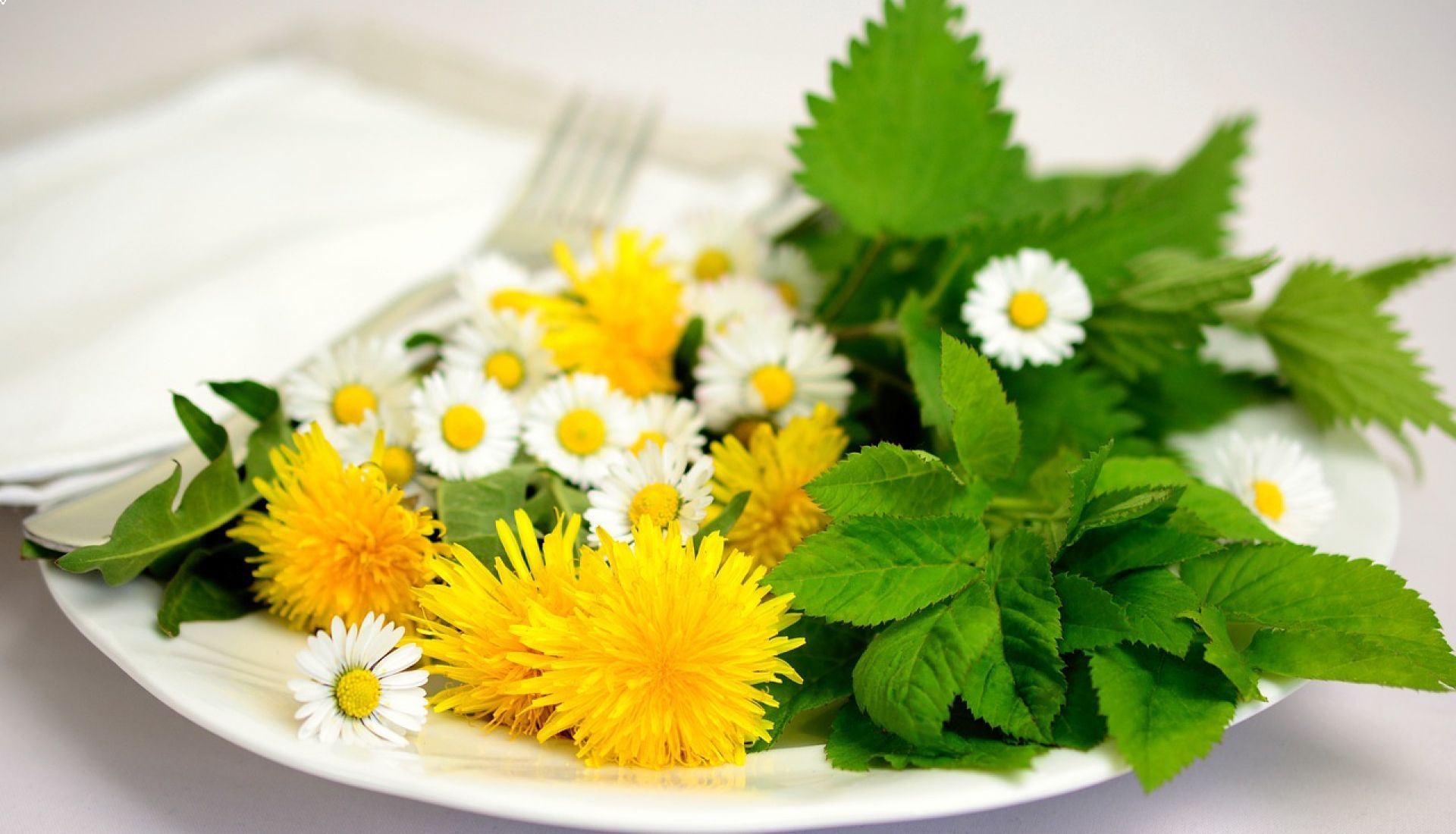 Cueillette de salades sauvages
