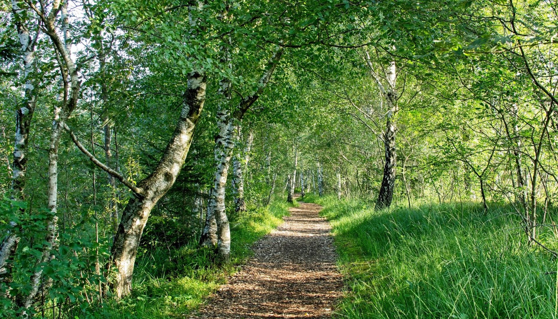 Les bains de forêt