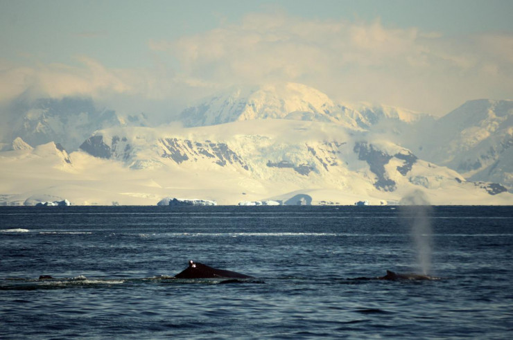 L'Océan Antarctique : un monde à part