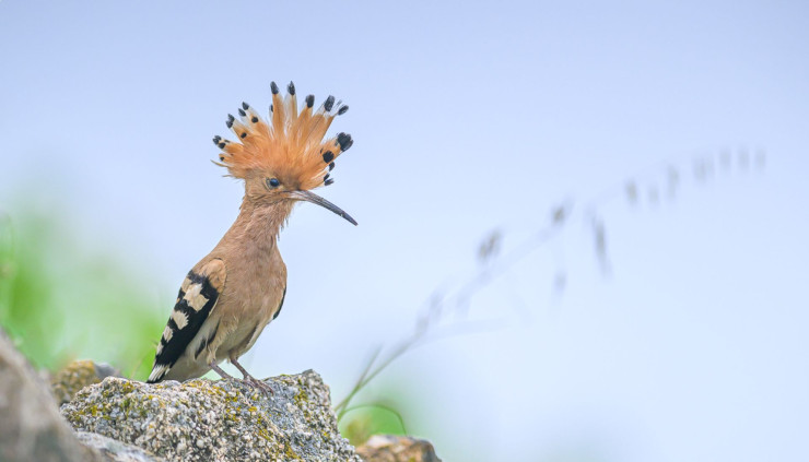 Exposition : Instants nature, faune