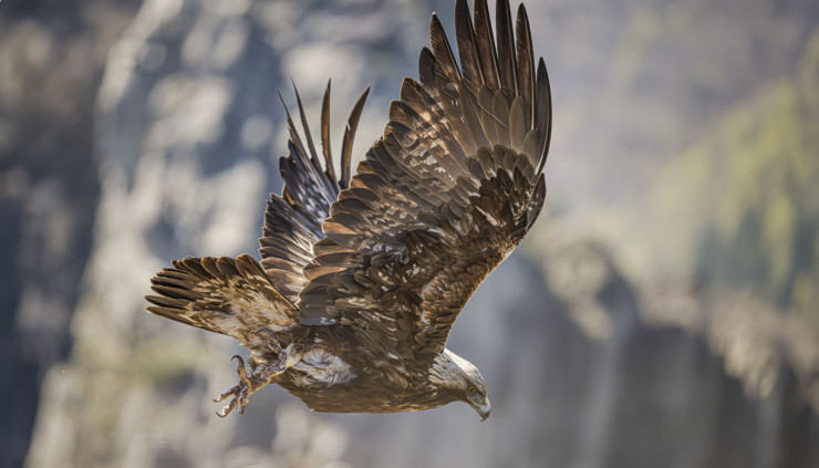 A la rencontre de la faune sauvage