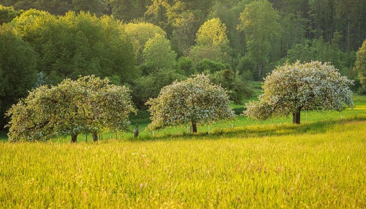 Fonctions et utilités des arbres