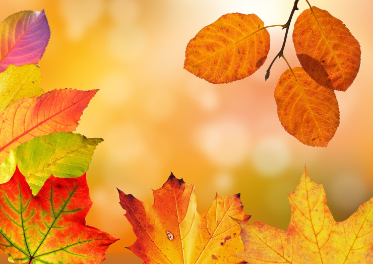 Vacances d'automne Vacances d'automne